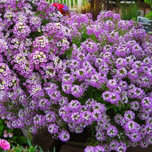 Lobularia maritina 'Lucia Lavender' - Rand-kivikilbik 'Lucia Lavender' P9/0,55L